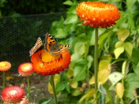 灯笼花上的蝴蝶