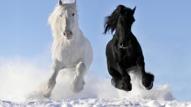 高清晰雪地中奔跑的黑马与白马壁纸