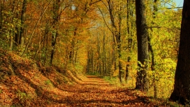 高清晰秋季树林路壁纸
