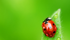 高清晰爬在绿叶上的带水珠的红色瓢虫壁纸