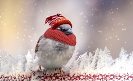 刺骨的寒冷-带围巾的鸟
