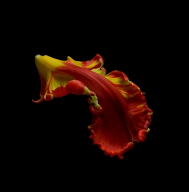 Parrot Tulips-郁金香干花