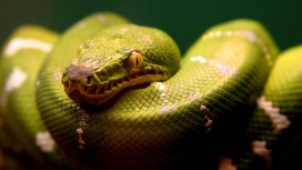 高清晰绿色蟒蛇壁纸
