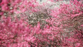高清晰粉红色梅花壁纸