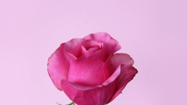 深粉红色的玫瑰