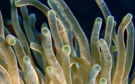 高清晰海洋水下珊瑚写真壁纸