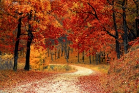 高清晰秋季枫树林壁纸