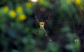 高清晰蜘蛛网上的蜘蛛壁纸