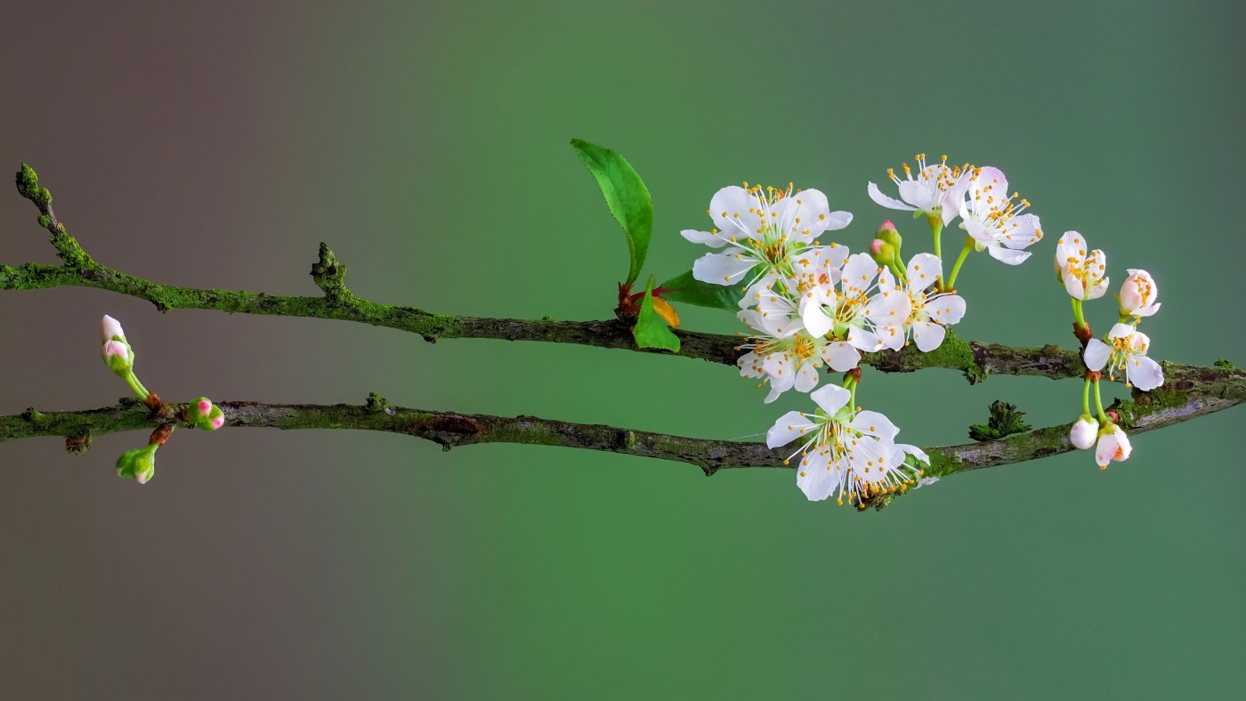 開花的李花圖片