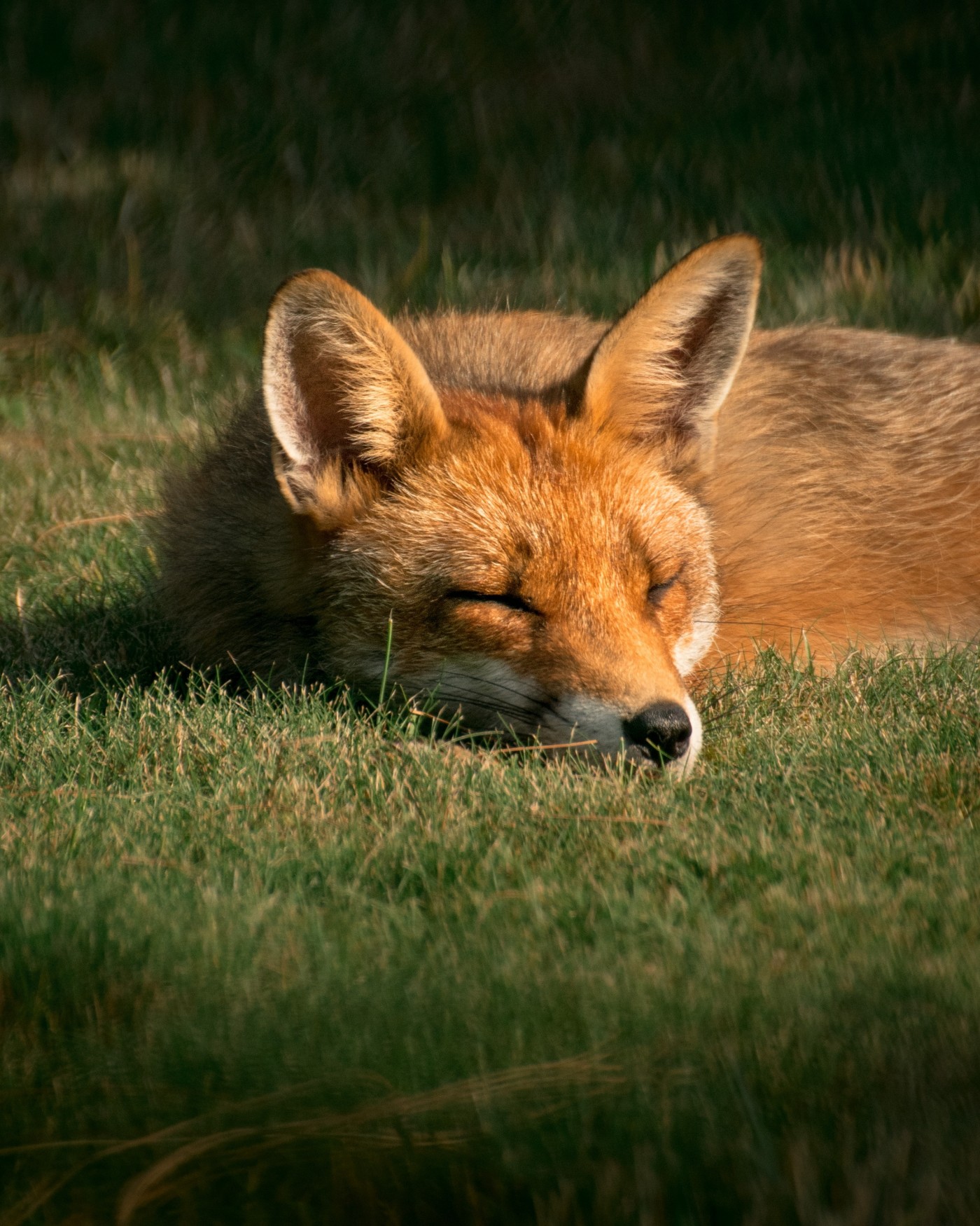 草坪上睡觉的赤狐 手机移动版