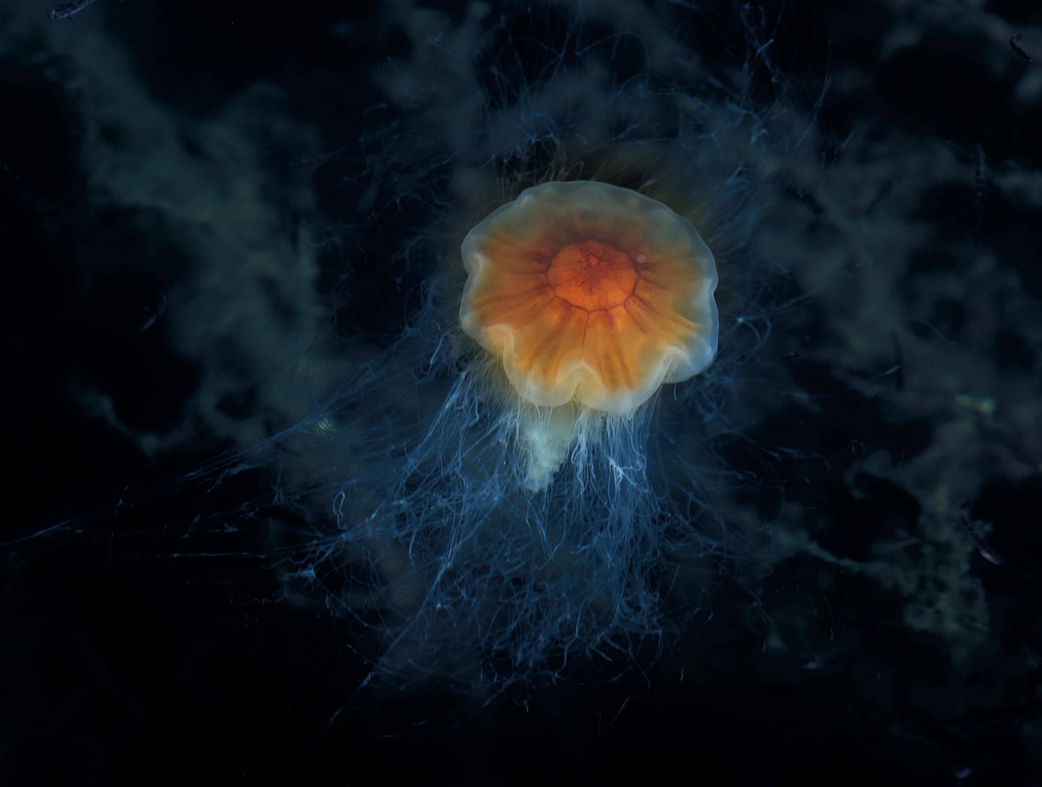 北极霞水母的图片图片