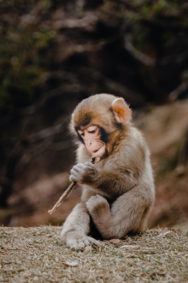 高清晰玩耍的猴子壁纸