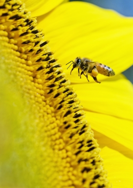 向日葵花瓣上采蜜的蜜蜂