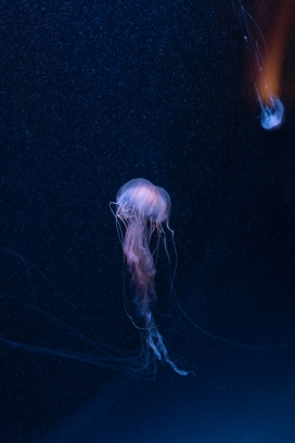 深海游泳的小水母