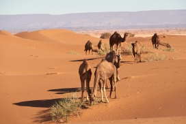 高清晰沙漠上的骆驼壁纸
