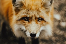 狐狸正面动物壁纸