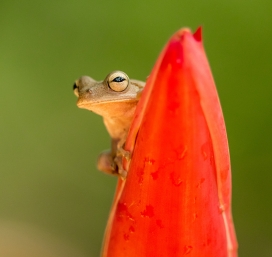 红叶花瓣上的青蛙