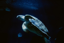 游泳玩水的海龟