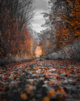 秋季红路