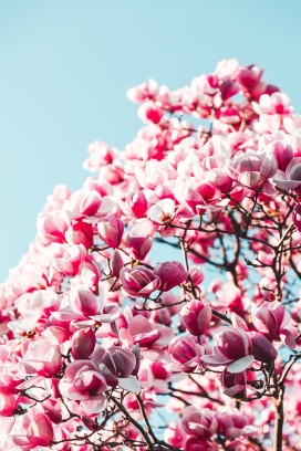 高清晰粉红色玉兰花瓣树枝壁纸