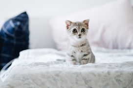 床单上可爱的小花猫