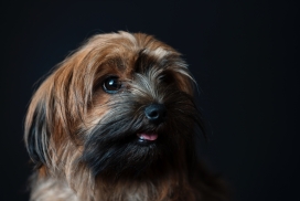 高清晰西施犬宠物狗壁纸