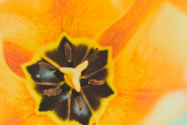 高清晰黄色郁金香花蕾特写壁纸