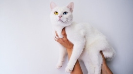 高清晰蓝黄眼白猫壁纸