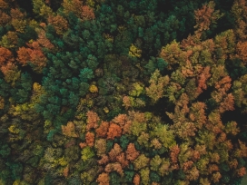 高清晰俯拍的森林壁纸