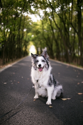 马路上的休息的芬兰拉普猎犬