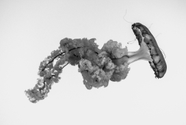高清晰繁殖期的水母黑白壁纸