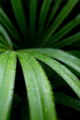 带雨滴的一把伞南星