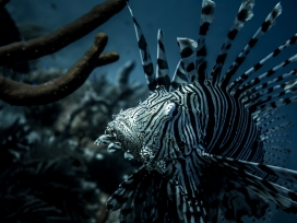 黑白斑马狮子鱼