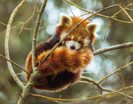 睡在树上的浣熊