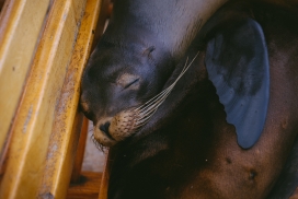 木板上睡觉的海狮