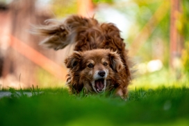 绿色草坪上奔跑的西餐猎犬