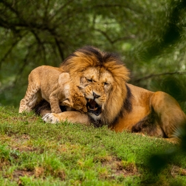 玩耍的雄狮爸爸与小狮宝宝