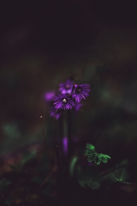 紫色冰叶日中花花絮
