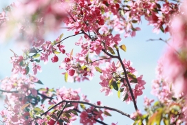 粉红色垂丝海棠花