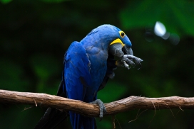 树枝上的蓝色金刚鹦鹉鸟