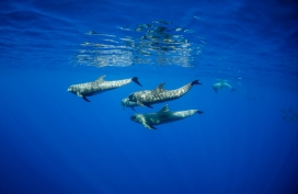 蓝色海洋中的伪虎鲸