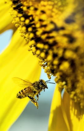 采蜜授粉的大蜜蜂