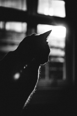 家猫黑白图片