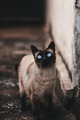 蓝眼泰国暹罗猫