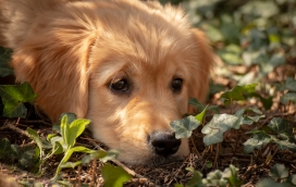 趴在地上的可卡犬