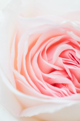 淡粉红色的玫瑰花