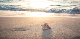 海滩的贝壳