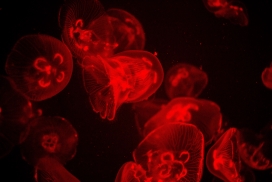 红色透明的水母