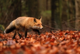 秋季森林中的金色赤狐
