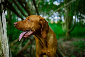 吐舌头喘气的匈牙利维斯拉犬